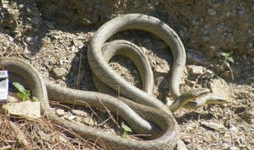 蛇交配视频,一场神秘而奇妙的自然盛宴